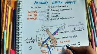 AXILLARY LYMPH NODES  LEVELS  CLINICAL IMPORTANCE  BREAST LYMPHATIC DRAINAGE  UPPER LIMB [upl. by Ailero]