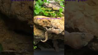 Mediterranean geckos hypnotic tail dance brought to life [upl. by Laing]