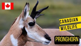 Pronghorn in Canada The incredible speedster [upl. by Ciprian]