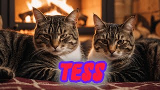 TESS WATCHING THE STARLINGS ON TV 27th NOVEMBER 2024 🐈🐈🤪 ABAdventuresYT [upl. by Dame151]