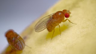 Complete Life Cycle of the Fruit Fly [upl. by Efeek]