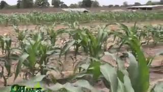 Documentaire SUR LE CHAMPS  Tambaroua Business Farming 2013 Niang [upl. by Lebyram78]