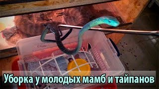 Уборка у молодых мамб и тайпанов [upl. by Ellynn]