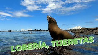 LA LOBERIA TIJERETAS  SAN CRISTOBAL  GALÁPAGOS [upl. by Scribner]