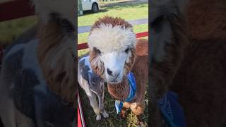 Catonsville Fall Festival petting zoo napoleondynamite [upl. by Runkel703]