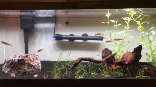 My 20 Gallon Community Tank  Jul 2 2017 [upl. by Telrahc1]