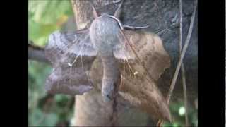 Poplar Hawk Moth Laothoe populi [upl. by Ariahay]