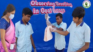 Lungs  Respiration  Breathing  Lungs in Goat  Goat Lungs observation  Working of Lungs [upl. by Jehovah]