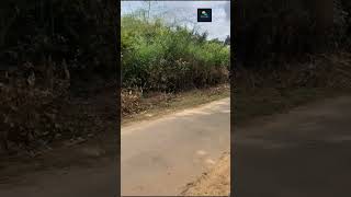 230 Acre Beautiful Plain Land For Sale  Coorg  Karnataka Resort Land Tourist place [upl. by Airetahs]