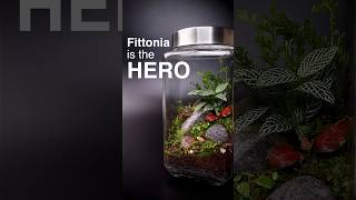 When Fittonia is the hero Fittonia Terrarium [upl. by Ynnij]