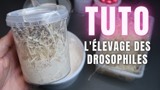 TUTO  Ton propre élevage de drosophiles [upl. by Humfrid]