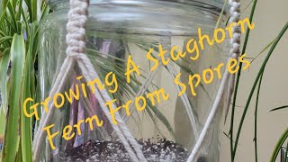 Growing A Staghorn Fern From Spores  Growing Crazy With Jeanette  S4 E7 [upl. by Enenaej]