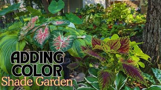 Make Your Shade Garden POP with Caladiums amp Coleus 🍃🍀 September Shade Garden Tour 🌿 [upl. by Kenyon341]