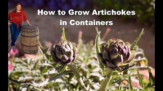 How To Grow Artichoke Plants in Containers Step by Step [upl. by Cochran]