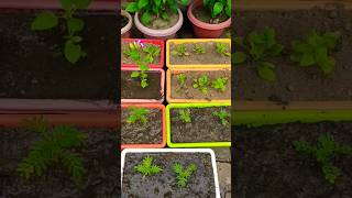 Garden preparation for winter blooming shorts youtubeshorts winterflowers [upl. by Tahmosh769]