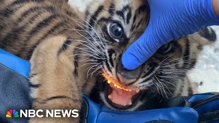 Zoo Miami debuts new Sumatran tiger cub [upl. by Adamek]