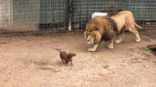 Lion missed his dachshund friend so much he stopped eating  then something amazing happened [upl. by Cocks]