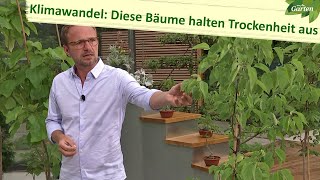 Klimabäume Gehölze für extremes Wetter  MDR [upl. by Sidky]