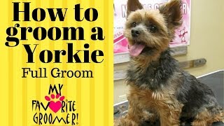 How to groom a Yorkie Full Groom [upl. by Raama398]