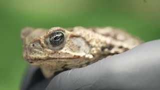 Toxic cane toads on the rise in SWFL during rainy season [upl. by Adaminah]