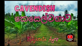 Cavendish Banana cultivation [upl. by Lynne96]