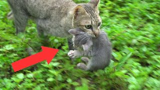 Mama Cat Carrying Baby Kittens To New Shelter  Geo Wild Nature [upl. by Yrakcaz]