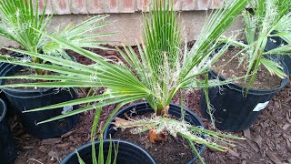 14 months old California Fan Palm Washingtonia Filifera May 24th [upl. by Ahseinad]