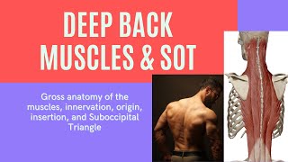 Deep Back Muscles and SOT gross anatomy anatomy [upl. by Hakim633]