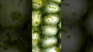 Plant cells under microscope [upl. by Nayve356]