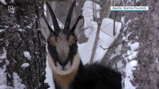 Wildtiere im Schnee Kampf ums Überleben  BR24 [upl. by Thissa]