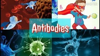 Antibodies  Tamil  Antibody animation  MR Tamil science [upl. by Lemon]