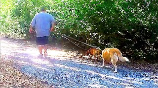 misc 2 walks baby snapper horseflies [upl. by Meir]