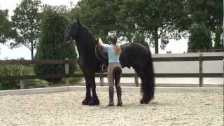 Friesian Stallion…SPECTACULAR dressage horse [upl. by Adnovoj]