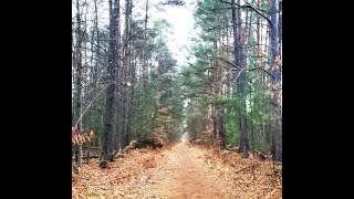 Trillium Trail in Borden November 2024 [upl. by Ahsayn]