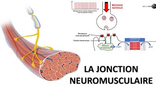 La synapse ou jonction neuromusculaire [upl. by Gnol]