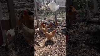 When the baby dinosaurs go outside for the first time chicken teacher womenfarmers homesteading [upl. by Ateuqahs237]