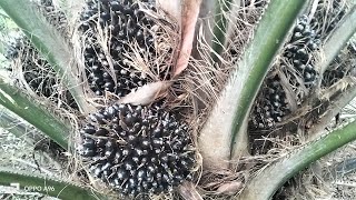 Kelapa sawit varietas PPKS 540 berbuah lebat [upl. by Ydna413]