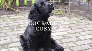 Cockalier Cosmo weekbyweek [upl. by Acile]