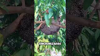 ¡El Increíble Truco de Defensa de las Abejas Gigantes 🐝shorts [upl. by Aaron733]