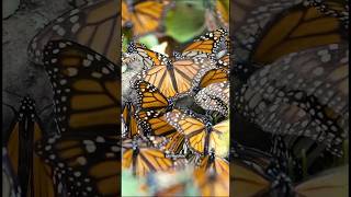 The long journey of the Monarch butterfly shorts monarchbutterfly butterfly [upl. by Retsevel]