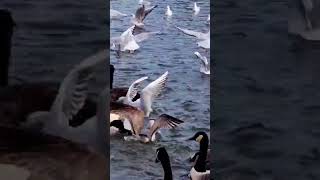 geese vs kittiwake Bird and black headed gull [upl. by Waylen]