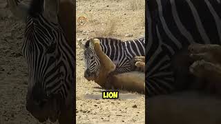 A oneonone battle between a lion and a zebra animals wildlifefight wildattack [upl. by Mazman522]