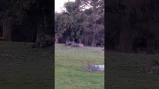 Deer eating pine tree [upl. by Petras983]