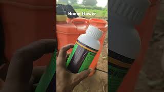 Boom flower tonicagriculture agriculturefarming shortvideo [upl. by Wallford]