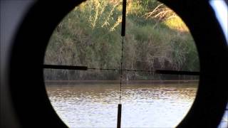 Airgun hunting nutrias and pigeons in Uruguay [upl. by Iahs]