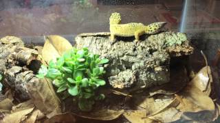 Leopard Gecko Tankless BioActive Terrarium  Self cleaningself maintaining [upl. by Mackintosh962]