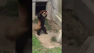 Red Panda Jump Scared by Rock [upl. by Fabrice158]