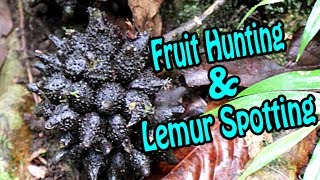 Fruit Hunting amp Lemur Spotting  Weird Fruit Explorer [upl. by Goodkin]