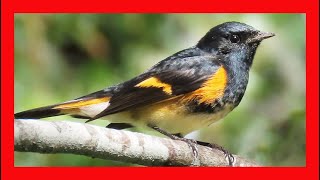 American Redstart Song American Redstart Call American Redstart Sound American Redstart Singing [upl. by Edison]