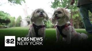 Long Island man spent 40000 to clone his beloved dog [upl. by Chemosh]